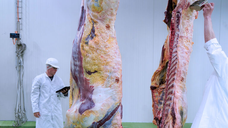 Sebastian Huber klassifiziert mit Tablet Rinderhälfte, Classifaibox im Hintergrund