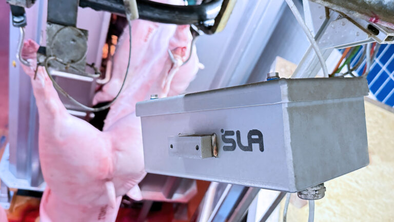 Foodfair-Kamera identifiziert Geschlecht bei Schweineschlachtung