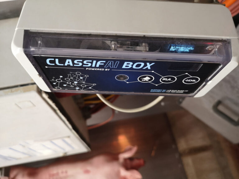 Classifaibox bei der Schweineschlachtung