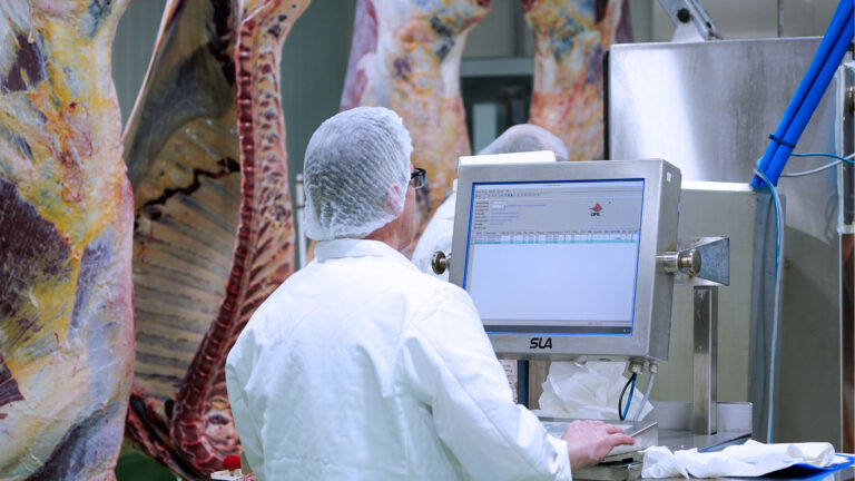 Klassifizierer von Rinderhälften am Terminal zur Dateneingabe im Rinderschlachtbetrieb