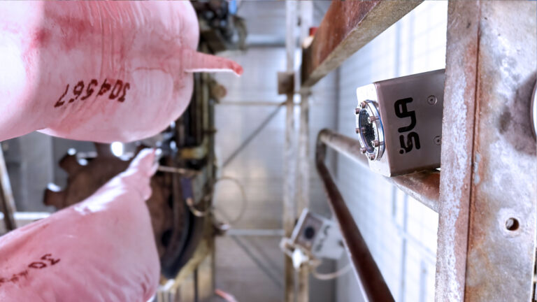 Foodfair-Kamera scannt Schlachtnummern von Schweinen nach der Schlachtung