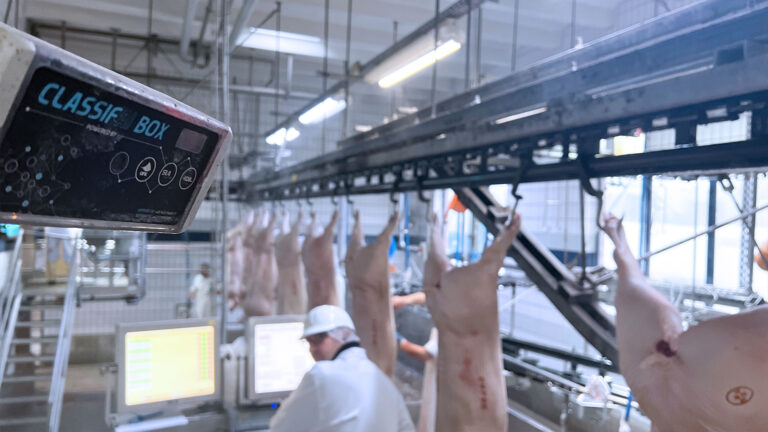 Classifaibox im laufenden Betrieb der Schweineschlachtung